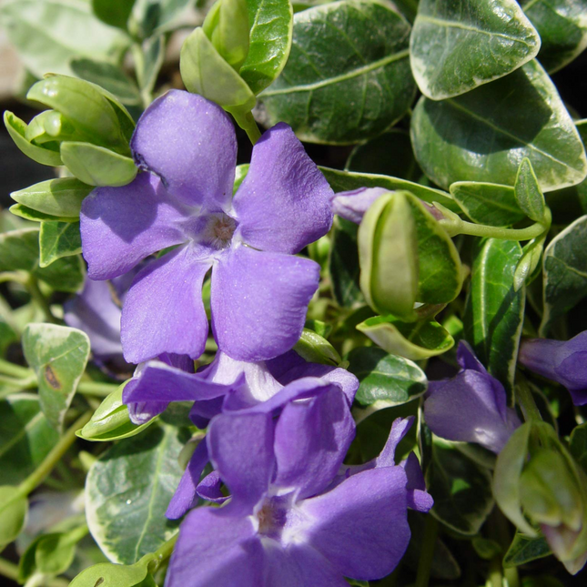 Vinca minor 'Ralph Shugert' Seeds Ornamental Ground Cover Plants