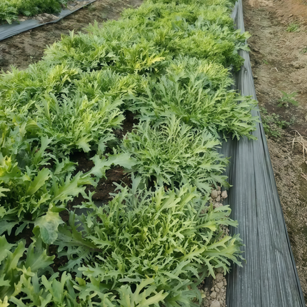 Sonchus asper 'Yellow Streak' Prickly Sow-Thistle Seeds