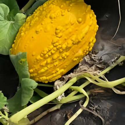 Cucurbita moschata 'Youth Beans Mix' Bush-Type Squash Seeds