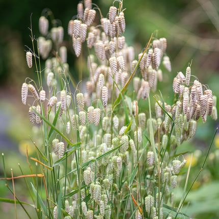 Briza media 'Quaking Grass' Ornamental Grass Seeds