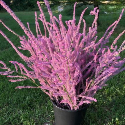 Limonium Suworowii 'Pink' Statice Flower Seeds