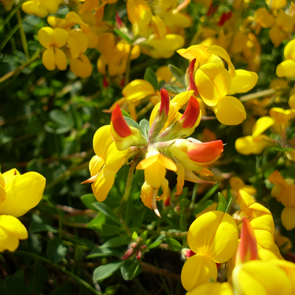 Lotus corniculatus 'Birdsfoot Trefoil' Forage Seeds