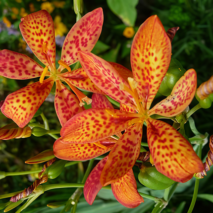 Iris Domestica 'Tangerine' Leopard Flower Seeds