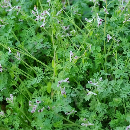 Corydalis bungeana ‘Bunge’s Corydalis’ Decorative Poppy-Family Seeds