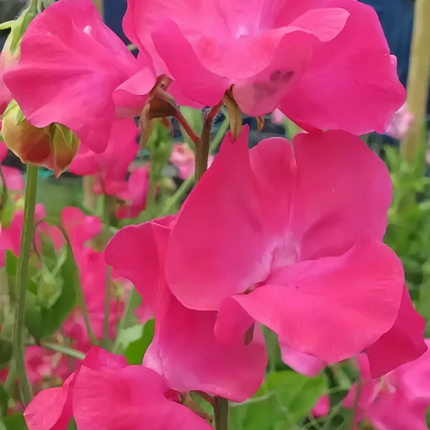Lathyrus Odoratus 'Rose Red' Heirloom Seeds