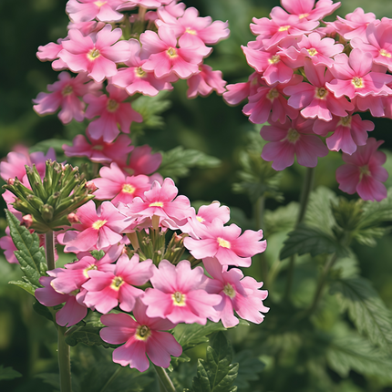 Glandularia Hybrida 'Rose Red' Ornamental Seeds