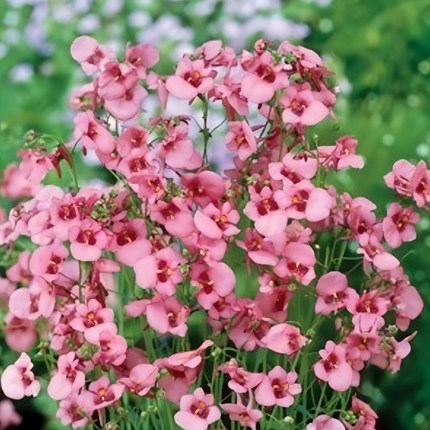 Diascia Barberae 'Pink' Delicate Seeds