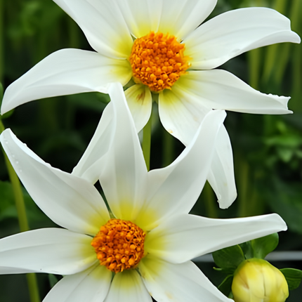 Dahlia Pinnata 'White' Pure Seeds