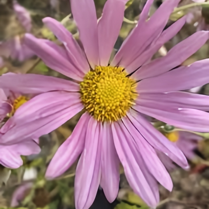 Chrysanthemum Indicum 'Pink' Ornamental Seeds