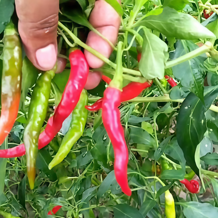 Capsicum annuum var. conoides 'Red' Cayenne-Type Pepper Seeds