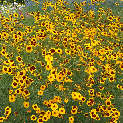 Moisture Resistant Flower Combination Mix Seeds