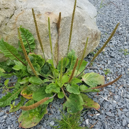 Plantago asiatica 'Che Qian Zi' Medicinal Herb Seeds