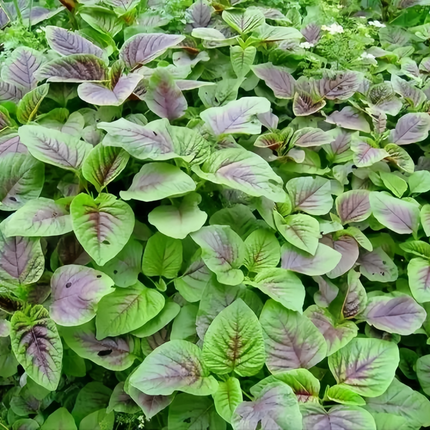 Amaranthus tricolor 'Ornamental' Joseph's Coat Seeds
