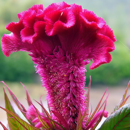 Celosia cristata ‘Cockscomb’ Vibrant Annual Flower Seeds