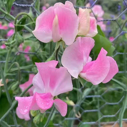 Lathyrus Odoratus 'Pink' Fragrant Seeds