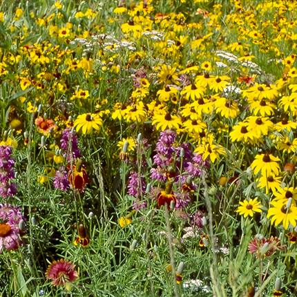 Classic Flower Garden Combination Mix Seeds