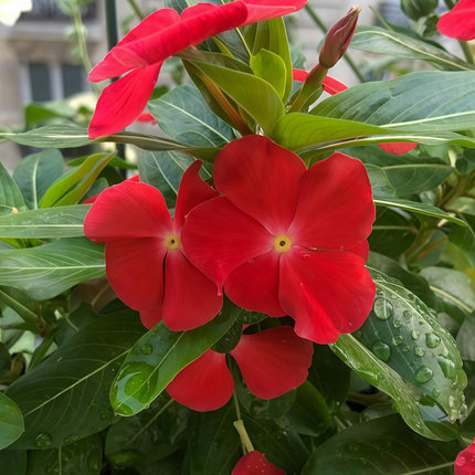 Catharanthus Roseus 'Red' Bright Vinca Seeds