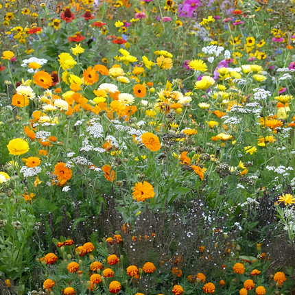 Summer Style Flower Combination Mix Seeds