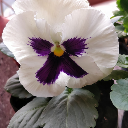 Viola Cornuta 'Daybreak White' Diurnal Viola Seeds