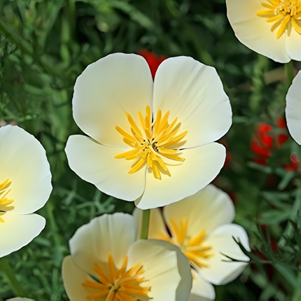 Eschscholzia Californica 'Milky White' Elegant Poppy Seeds