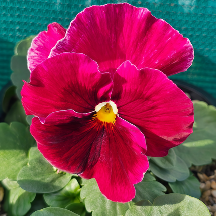 Viola Cornuta 'Rose Red' Tufted Pansy Seeds