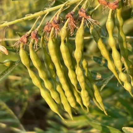Sophora flavescens 'Ku Shen' Medicinal Root Seeds