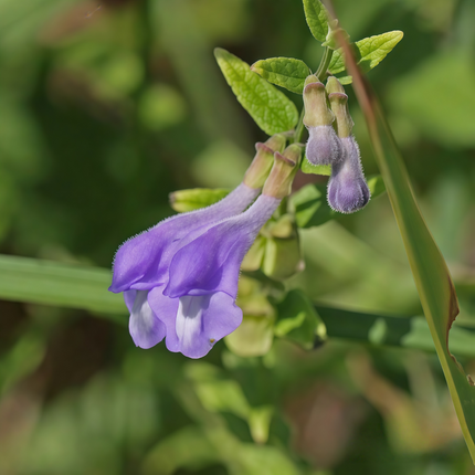 Polygala tenuifolia ‘Thinleaf Milkwort’ Ornamental Perennial Seeds