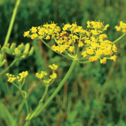 Anethum graveolens 'Dill' Culinary & Medicinal Herb Seeds