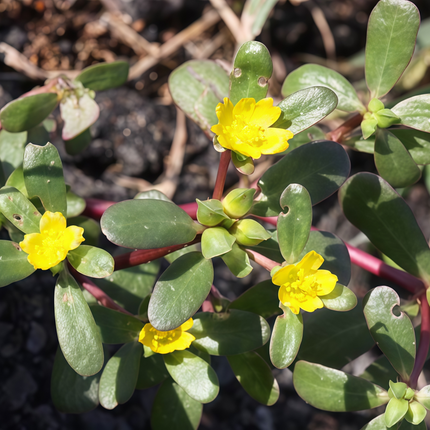 Portulaca oleracea 'Purslane' Vegetable & Herb Seeds