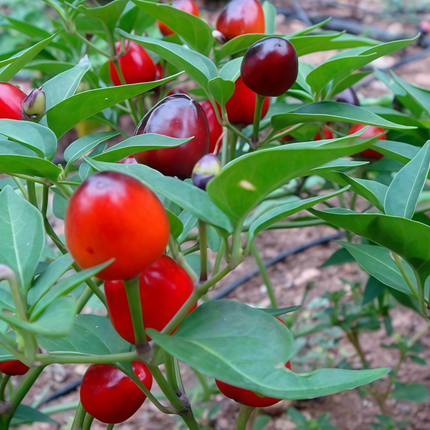 Capsicum annuum var. annuum 'Cherry' Sweet Pepper Seeds