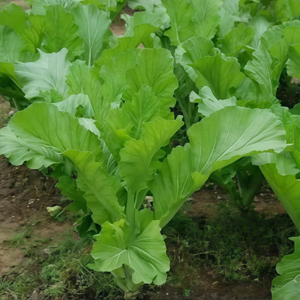 Brassica juncea var. multiceps 'Purple' Multi-Shoot Mustard Seeds