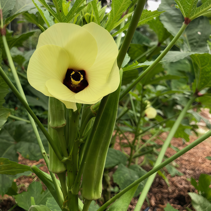Abelmoschus esculentus 'Yellow' Okra Seeds