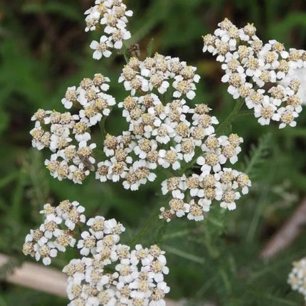 Achillea Millefolium 'Mix' Elegant Yarrow Seeds