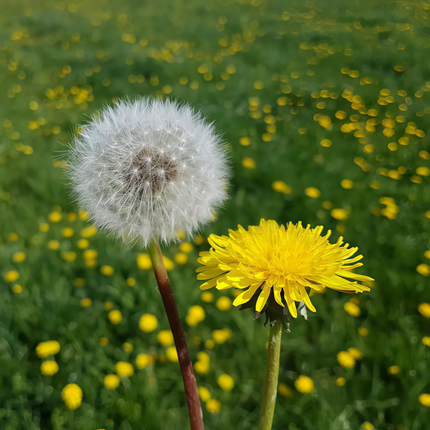 Taraxacum mongolicum ‘Mongolian Dandelion’ Edible & Botanical Seeds