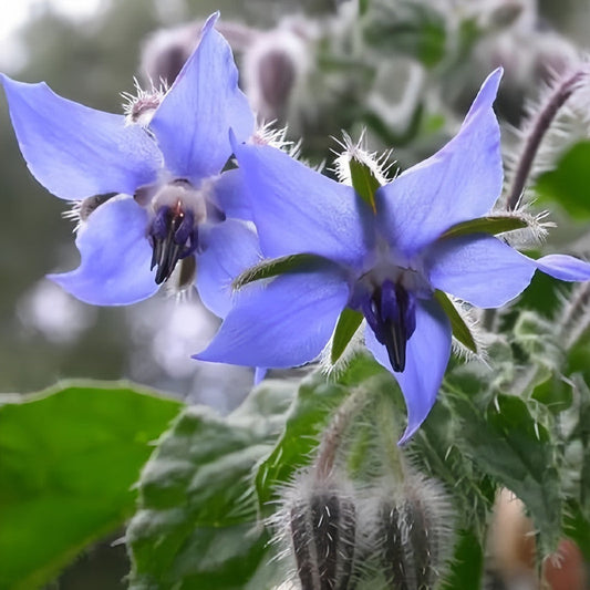 Borago Officinalis 'Blue' Herbal Garden Seeds