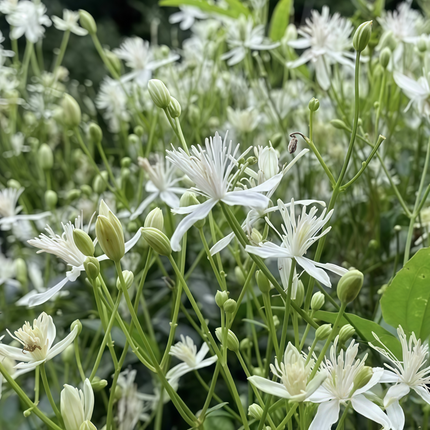 Clematis chinensis ‘Chinese Clematis’ Climbing Vine Botanical Seeds