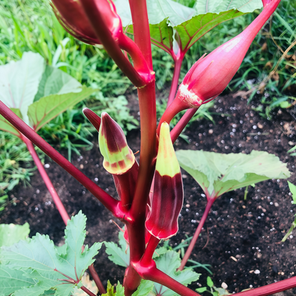 Abelmoschus esculentus 'Red' Burgundy Okra Seeds