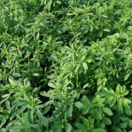 Poa pratensis 'Bluemoon' Kentucky Bluegrass Turf Seeds