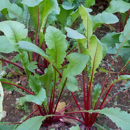 Beta vulgaris subsp. vulgaris 'Green Leaf Red Vein' Chard Seeds
