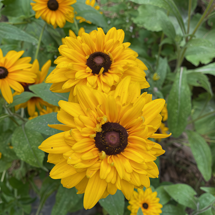 Rudbeckia Hirta 'Yellow Black' Black-Eyed Susan Seeds