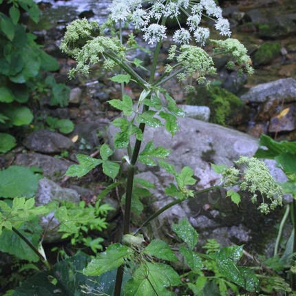 Heracleum hemsleyanum 'Chinese Hogweed' Medicinal Seeds
