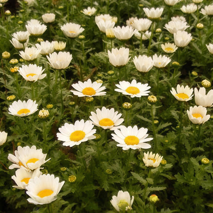 Anthemis Tinctoria 'White' Chamomile Bloom Seeds