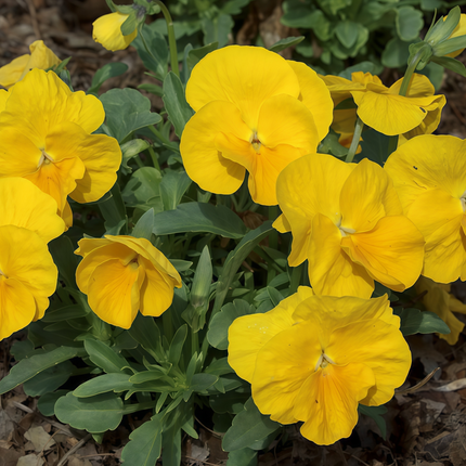 Viola Cornuta 'Pure Yellow' Sunshine Viola Seeds