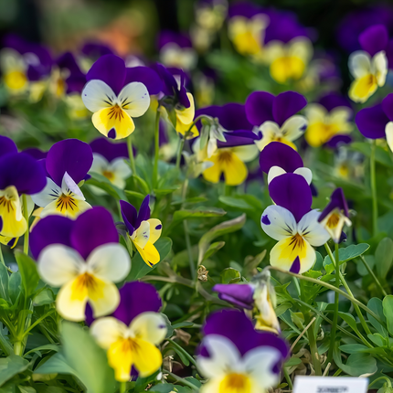 Viola Cornuta 'Lighthouse Series' Butterfly Viola Seeds