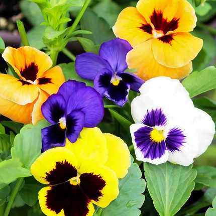 Viola Cornuta 'Medium Mix' Garden Pansy Seeds