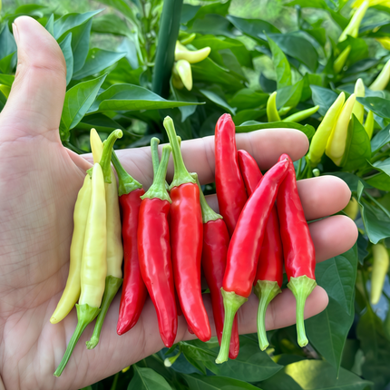 Capsicum annuum var. conoides 'Multicolored' Cone Ornamental Pepper Seeds