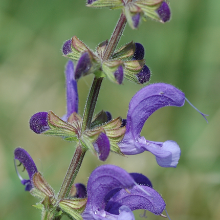 Salvia miltiorrhiza 'Dan Shen' Medicinal Root Seeds