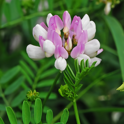 Securigera varia 'Crown Vetch' Erosion Control Seeds