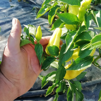 Capsicum annuum var. conoides 'Yellow' Golden Cone Pepper Seeds