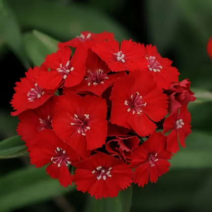 Dianthus 'Bright Red' Ornamental Seeds